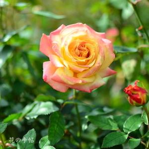 バラ　ミラマーレ（Miramare）｜花の手帖のバラ図鑑