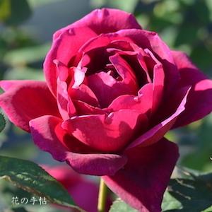 バラ　ミランディー（Mirandy）｜花の手帖のバラ図鑑