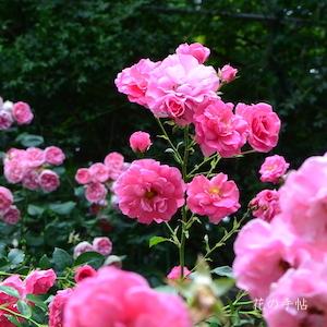 バラ　ミラト（Mirato）｜花の手帖のバラ図鑑