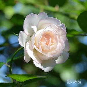 バラ　ミサキ（美咲）｜花の手帖のバラ図鑑