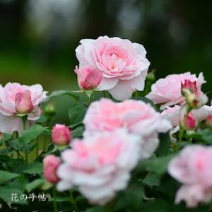 バラ　ミス アリス（Miss Alice）｜花の手帖のバラ図鑑