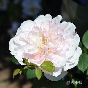 バラ　ミス アリス（Miss Alice）｜花の手帖のバラ図鑑