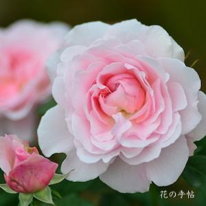 バラ　ミス アリス（Miss Alice）｜花の手帖のバラ図鑑