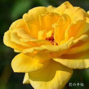 バラ　ミス ハープ（Miss Harp）｜花の手帖のバラ図鑑