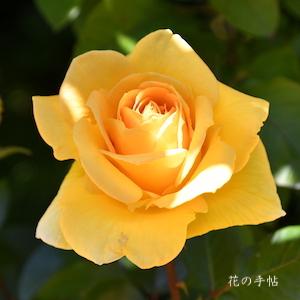 バラ　ミス ハープ（Miss Harp）｜花の手帖のバラ図鑑