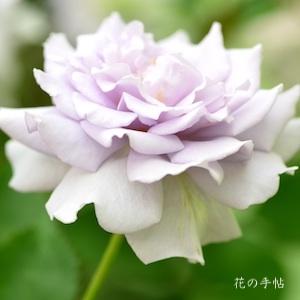 バラ　ミスティ パープル（Misty Purple）｜花の手帖のバラ図鑑