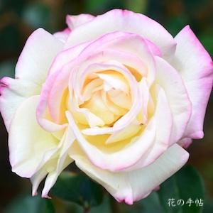 バラ　ミワク｜花の手帖のバラ図鑑