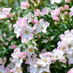 バラ　ミヤギノ（宮城野）｜花の手帖のバラ図鑑