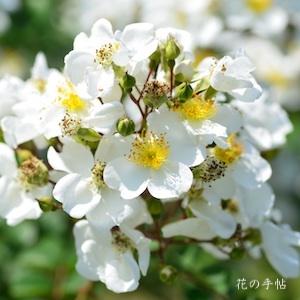 バラ　ミヤコイバラ（都薔薇）｜花の手帖のバラ図鑑