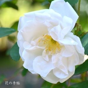 バラ　マダム ジョルジュ ブリアン（Madame Georges Bruant）｜花の手帖のバラ図鑑