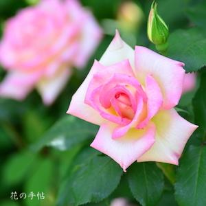 バラ　マダム ヒデ（Madame Hide）｜花の手帖のバラ図鑑