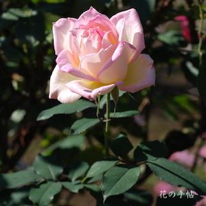 バラ　マダム ヒデ（Madame Hide）｜花の手帖のバラ図鑑