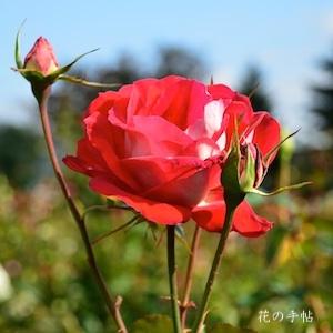 バラ　マダムミユキ（Madame Miyuki）｜花の手帖のバラ図鑑