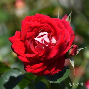 バラ　マダムミユキ（Madame Miyuki）｜花の手帖のバラ図鑑