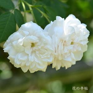 バラ　マダムプランティエ（Madame Plantier）｜花の手帖のバラ図鑑