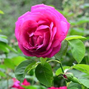 バラ　マダム ヴィクトール ヴァルディア（Madame Victor Verdier）｜花の手帖のバラ図鑑