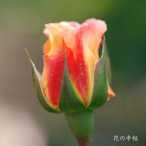 バラ　モナリザ（Mona Liza）＝ オーストラリアンゴールド（Australian Gold）｜花の手帖のバラ図鑑