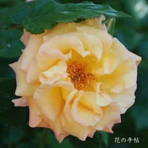 バラ　モナリザ（Mona Liza）＝ オーストラリアンゴールド（Australian Gold）｜花の手帖のバラ図鑑