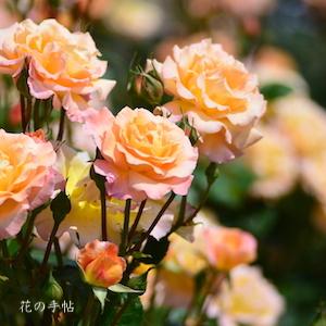 バラ　モナリザ（Mona Liza）＝ オーストラリアンゴールド（Australian Gold）｜花の手帖のバラ図鑑