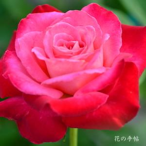バラ　モン シェリー（Mon Cherie）｜花の手帖のバラ図鑑