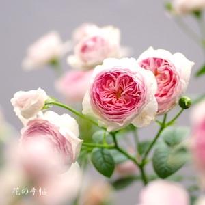 バラ　モン クゥール（Mon Coeur）｜花の手帖のバラ図鑑