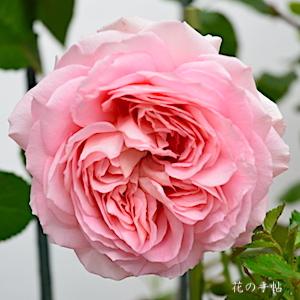 バラ　モニーク ブイグ（Monique Bougues）｜花の手帖のバラ図鑑