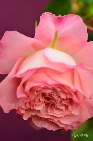 バラ　モニーク ブイグ（Monique Bougues）｜花の手帖のバラ図鑑