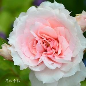 バラ　モニーク ダーヴ（Monique Darve）｜花の手帖のバラ図鑑