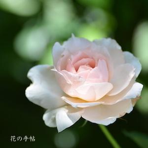 バラ　モニーク ダーヴ（Monique Darve）｜花の手帖のバラ図鑑