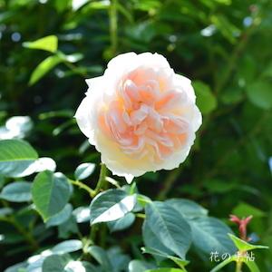 バラ　モン ジャルダン エ マ メゾン（Mon jardin & ma maison）｜花の手帖のバラ図鑑