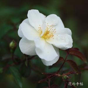 バラ　ムーンライト （Moonlight）｜花の手帖のバラ図鑑