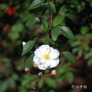 バラ　ムーンライト （Moonlight）｜花の手帖のバラ図鑑