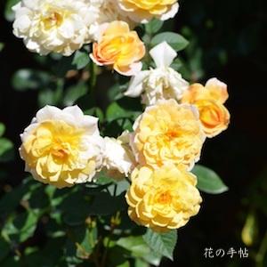バラ　ムーンスプライト（Moonsprite）｜花の手帖のバラ図鑑