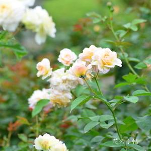 バラ　ムーンスプライト（Moonsprite）｜花の手帖のバラ図鑑