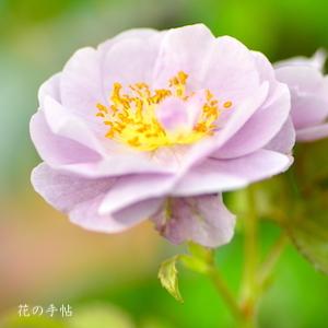 バラ　モチーフ（Motif）｜花の手帖のバラ図鑑