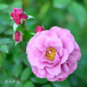 バラ　ムーラン（Moulin）｜花の手帖のバラ図鑑