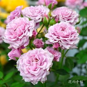 バラ　ムーラン（Moulin）｜花の手帖のバラ図鑑