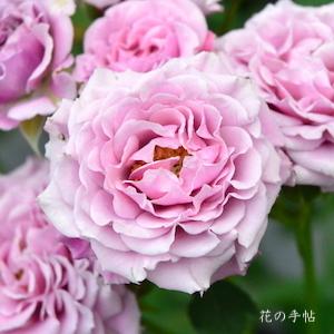 バラ　ムーラン（Moulin）｜花の手帖のバラ図鑑