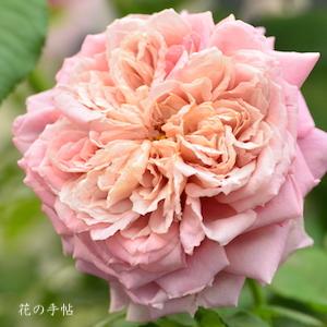 バラ　ムーラン ド ラ ギャレット（Moulin de la galette）｜花の手帖のバラ図鑑