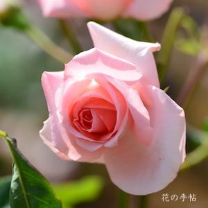 バラ　ムービースター（Movie Star）｜花の手帖のバラ図鑑