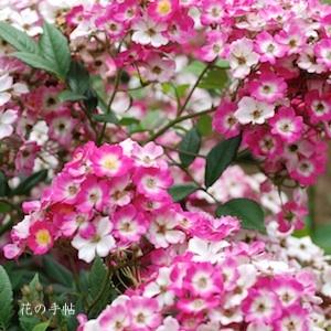 バラ　モーツァルト（Mozart）｜花の手帖のバラ図鑑