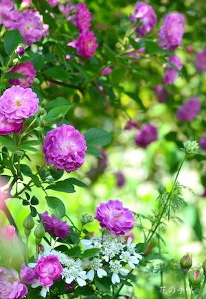 バラ　モーゼラ／モーゼル（Mozel）｜花の手帖のバラ図鑑