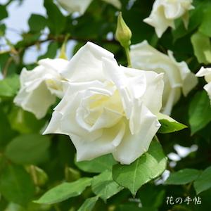 バラ　つる ミセス ハーバート スティーヴンス（Mrs. Herbert Stevens, Climbing）｜花の手帖のバラ図鑑