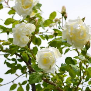 バラ　つる ミセス ハーバート スティーヴンス（Mrs. Herbert Stevens, Climbing）｜花の手帖のバラ図鑑