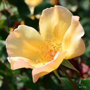 バラ　 ミセス オークリー フィッシャー（Mrs. Oakley Fisher）｜花の手帖のバラ図鑑