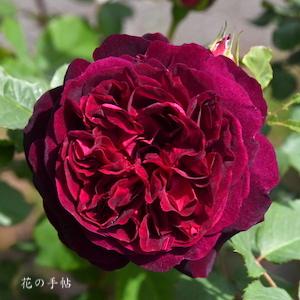 バラ　ムンステッドウッド（Munstead Wood）｜花の手帖のバラ図鑑