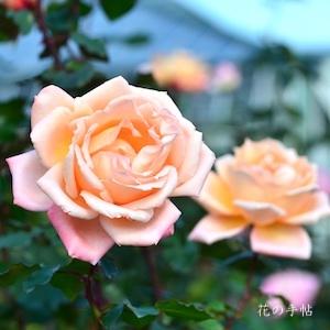 バラ　ムソウ（夢想）｜花の手帖のバラ図鑑