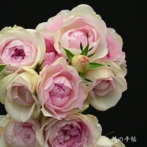 バラ　 エム ヴィンテージ ドルチェ（M vintage dorce）｜花の手帖のバラ図鑑