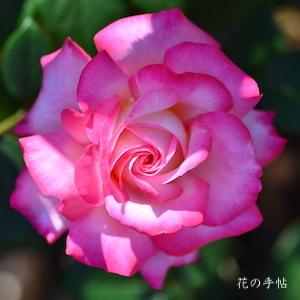 バラ　マイルージュ（My Rouge）｜花の手帖のバラ図鑑