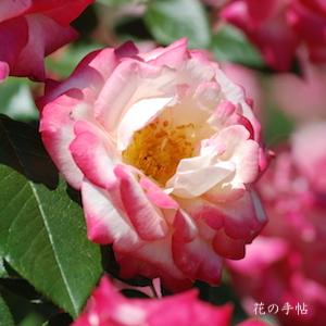 バラ　マイルージュ（My Rouge）｜花の手帖のバラ図鑑